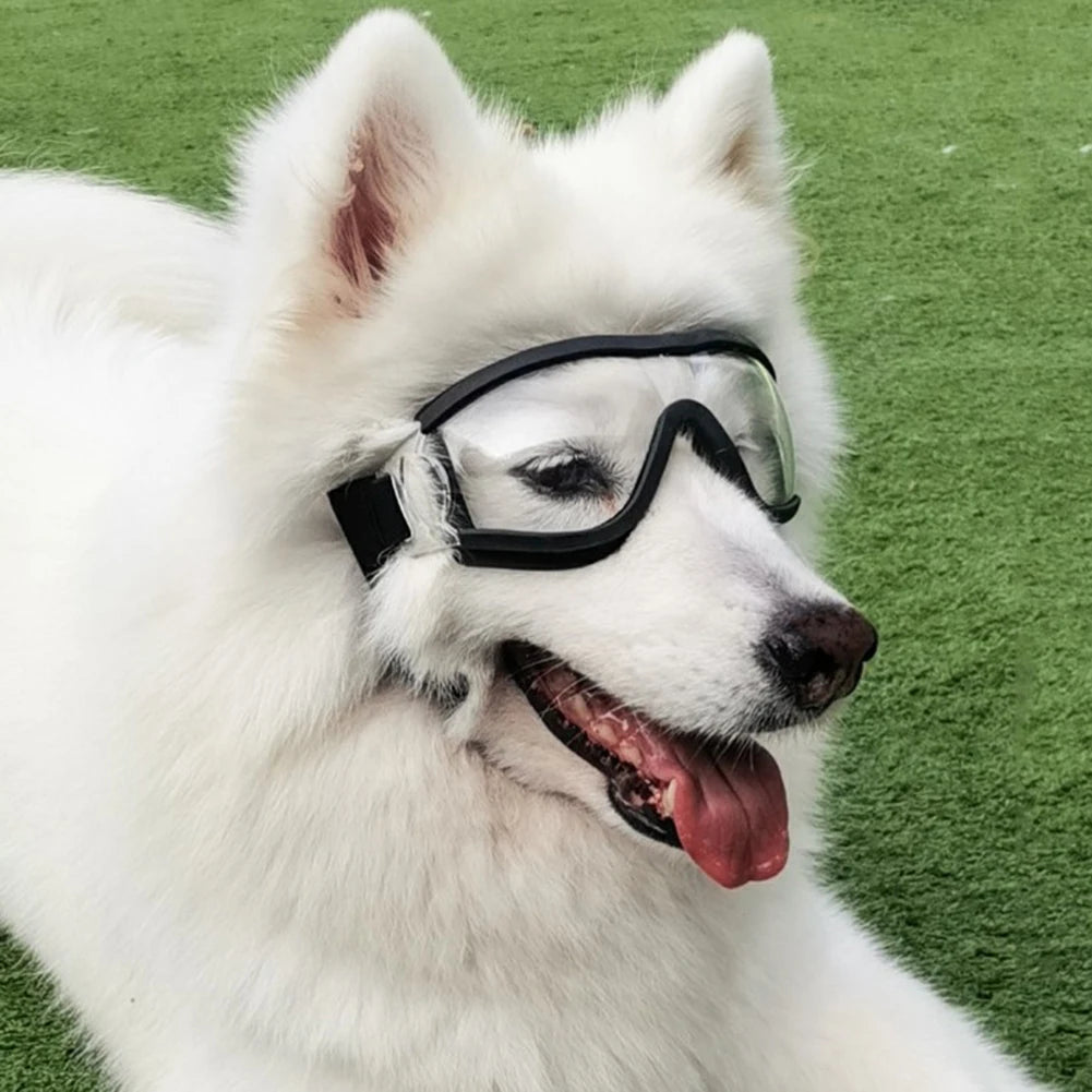 Lunettes pour animaux de compagnie