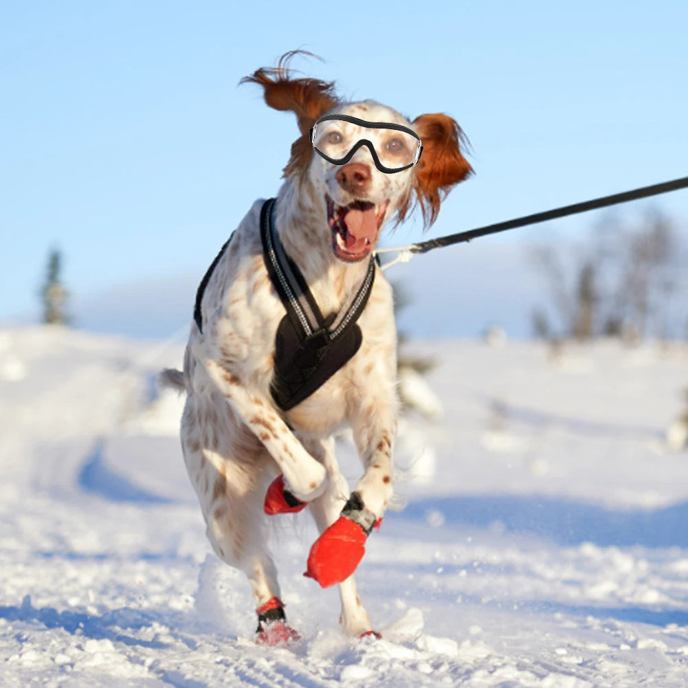 Lunettes pour animaux de compagnie