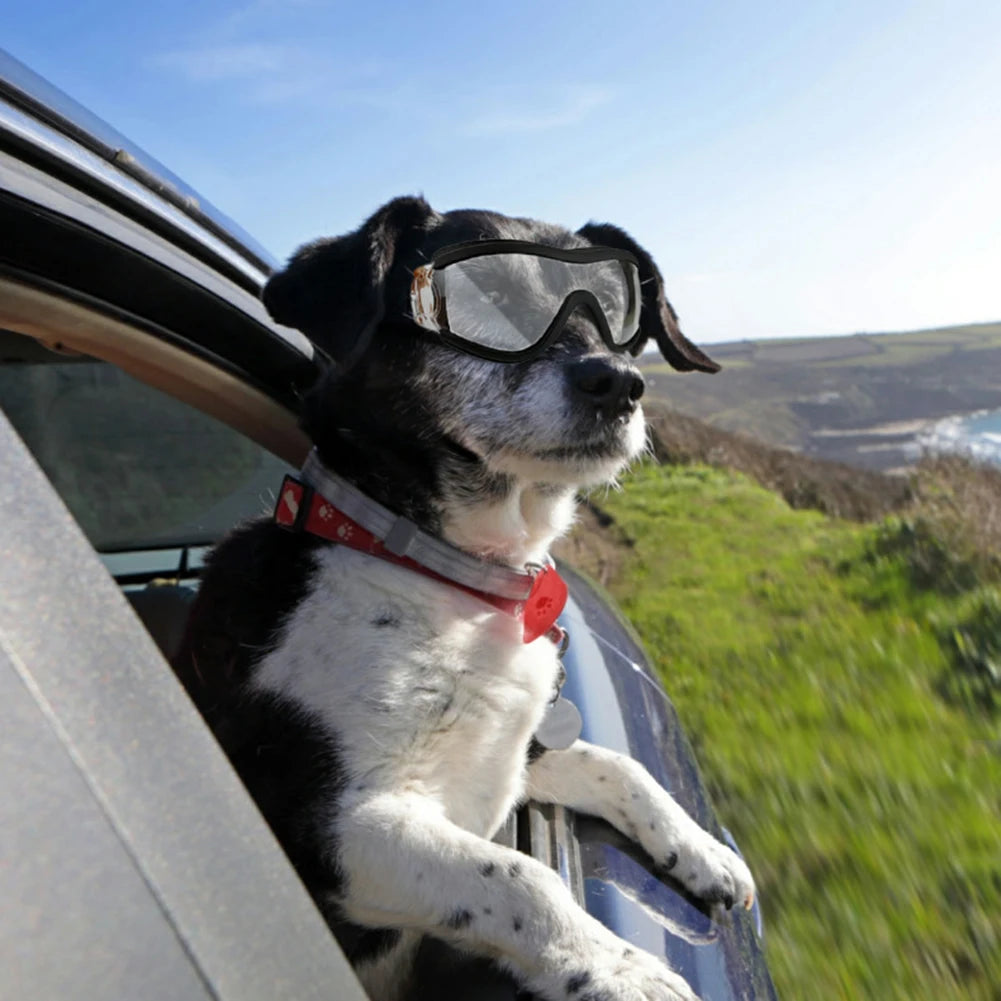 Lunettes pour animaux de compagnie